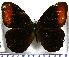  (Pedaliodes ereiba - JFDA1883)  @11 [ ] by-nc-sa (2025) Jean F. Le Crom Jean F. Le Crom