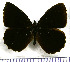  (Pedaliodes philonis - JFDA1884)  @11 [ ] by-nc-sa (2025) Jean F. Le Crom Jean F. Le Crom