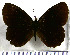  (Pedaliodes cledonia - JFDA1885)  @11 [ ] by-nc-sa (2025) Jean F. Le Crom Jean F. Le Crom
