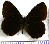  (Pedaliodes demathani - JFDA1886)  @11 [ ] by-nc-sa (2025) Jean F. Le Crom Jean F. Le Crom