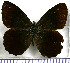  (Pedaliodes rodriguezi - JFDA1895)  @11 [ ] by-nc-sa (2025) Jean F. Le Crom Jean F. Le Crom