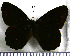  (Pedaliodes auraria - JFDA1896)  @11 [ ] by-nc-sa (2025) Jean F. Le Crom Jean F. Le Crom