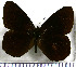  (Pedaliodes paeonides - JFDA1897)  @11 [ ] by-nc-sa (2025) Jean F. Le Crom Jean F. Le Crom