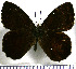 (Pedaliodes phthiotis - JFDA1898)  @11 [ ] by-nc-sa (2025) Jean F. Le Crom Jean F. Le Crom