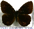  (Pedaliodes manis - JFDA1900)  @11 [ ] by-nc-sa (2025) Jean F. Le Crom Jean F. Le Crom