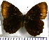  (Pedaliodes pomponia - JFDA1903)  @11 [ ] by-nc-sa (2025) Jean F. Le Crom Jean F. Le Crom
