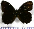  (Pedaliodes tucca - JFDA1944)  @11 [ ] by-nc-sa (2025) Jean F. Le Crom Jean F. Le Crom