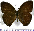  (Megeuptychia monopunctata - JFDA1948)  @11 [ ] by-nc-sa (2025) Jean F. Le Crom Jean F. Le Crom