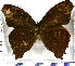  (Amphidecta pignerator - JFDA1954)  @11 [ ] by-nc-sa (2025) Jean F. Le Crom Jean F. Le Crom