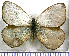  (Argyrophorus argenteus - JFDA2020)  @11 [ ] by-nc-sa (2025) Jean F. Le Crom Jean F. Le Crom