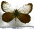  (Argyrophorus lamna - JFDA2023)  @11 [ ] by-nc-sa (2025) Jean F. Le Crom Jean F. Le Crom