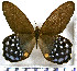  (Pierella lena lena - JFDA2054)  @11 [ ] by-nc-sa (2025) Jean F. Le Crom Jean F. Le Crom