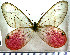  (Cithaerias aurorina - JFDA2075)  @11 [ ] by-nc-sa (2025) Jean F. Le Crom Jean F. Le Crom