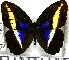  ( - JFDA2092)  @11 [ ] by-nc-sa (2025) Jean F. Le Crom Jean F. Le Crom