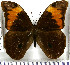  (Selenophanes josephus excultus - JFDA2104)  @11 [ ] by-nc-sa (2025) Jean F. Le Crom Jean F. Le Crom