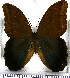  (Caligo zeuxippus - JFDA2127)  @11 [ ] by-nc-sa (2025) Jean F. Le Crom Jean F. Le Crom