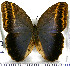  (Caligo illioneus - JFDA2132)  @11 [ ] by-nc-sa (2025) Jean F. Le Crom Jean F. Le Crom