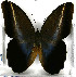  (Caligo idomeneus idomenides - JFDA2137)  @11 [ ] by-nc-sa (2025) Jean F. Le Crom Jean F. Le Crom