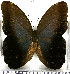  (Caligo eurilochus livius - JFDA2141)  @11 [ ] by-nc-sa (2025) Jean F. Le Crom Jean F. Le Crom