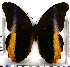  ( - JFDA2144)  @11 [ ] by-nc-sa (2025) Jean F. Le Crom Jean F. Le Crom