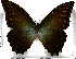  (Morpho amphitryon - JFDA2160)  @11 [ ] by-nc-sa (2025) Jean F. Le Crom Jean F. Le Crom