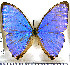  (Morpho rhodopteron - JFDA2165)  @11 [ ] by-nc-sa (2025) Jean F. Le Crom Jean F. Le Crom