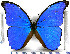  (Morpho menelaus didius - JFDA2176)  @11 [ ] by-nc-sa (2025) Jean F. Le Crom Jean F. Le Crom