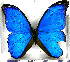  (Morpho amathonte julanthiscus - JFDA2185)  @11 [ ] by-nc-sa (2025) Jean F. Le Crom Jean F. Le Crom