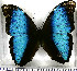  (Morpho deidamia diomedes - JFDA2187)  @11 [ ] by-nc-sa (2025) Jean F. Le Crom Jean F. Le Crom