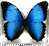  (Morpho deidamia granadensis - JFDA2188)  @11 [ ] by-nc-sa (2025) Jean F. Le Crom Jean F. Le Crom