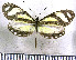  (Moschoneura - JFDA2205)  @11 [ ] by-nc-sa (2025) Jean F. Le Crom Jean F. Le Crom