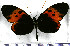  (Heliconius numata bicoloratus - JFDA2210)  @11 [ ] by-nc-sa (2025) Jean F. Le Crom Jean F. Le Crom