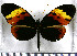  (Heliconius numata messene - JFDA2211)  @11 [ ] by-nc-sa (2025) Jean F. Le Crom Jean F. Le Crom