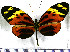  (Heliconius numata euphone - JFDA2212)  @11 [ ] by-nc-sa (2025) Jean F. Le Crom Jean F. Le Crom