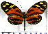  (Heliconius numata superioris - JFDA2213)  @11 [ ] by-nc-sa (2025) Jean F. Le Crom Jean F. Le Crom