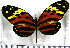  (Heliconius numata numata - JFDA2214)  @11 [ ] by-nc-sa (2025) Jean F. Le Crom Jean F. Le Crom