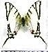  (Protesilaus aguiari - JFDA2219)  @11 [ ] by-nc-sa (2025) Jean F. Le Crom Jean F. Le Crom