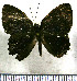  (Euselasia mirania - JFDA2230)  @11 [ ] by-nc-sa (2025) Jean F. Le Crom Jean F. Le Crom
