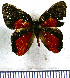 (Euselasia hahneli - JFDA2242)  @11 [ ] by-nc-sa (2025) Jean F. Le Crom Jean F. Le Crom