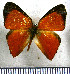  (Euselasia praeclara - JFDA2245)  @11 [ ] by-nc-sa (2025) Jean F. Le Crom Jean F. Le Crom