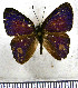  (Euselasia violacea - JFDA2246)  @11 [ ] by-nc-sa (2025) Jean F. Le Crom Jean F. Le Crom