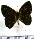  (Euselasia erilis - JFDA2248)  @11 [ ] by-nc-sa (2025) Jean F. Le Crom Jean F. Le Crom
