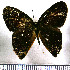  (Euselasia uria angustifascia - JFDA2250)  @11 [ ] by-nc-sa (2025) Jean F. Le Crom Jean F. Le Crom