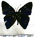  (Euselasia lysimachus - JFDA2256)  @11 [ ] by-nc-sa (2025) Jean F. Le Crom Jean F. Le Crom