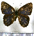  (Euselasia euromus - JFDA2258)  @11 [ ] by-nc-sa (2025) Jean F. Le Crom Jean F. Le Crom