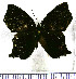  (Euselasia angulata - JFDA2261)  @11 [ ] by-nc-sa (2025) Jean F. Le Crom Jean F. Le Crom