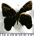  (Euselasia subargentea - JFDA2262)  @11 [ ] by-nc-sa (2025) Jean F. Le Crom Jean F. Le Crom