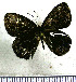  (Euselasia violetta - JFDA2263)  @11 [ ] by-nc-sa (2025) Jean F. Le Crom Jean F. Le Crom