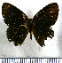  (Euselasia fabia - JFDA2265)  @11 [ ] by-nc-sa (2025) Jean F. Le Crom Jean F. Le Crom
