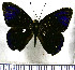  (Euselasia eurysthenes - JFDA2275)  @11 [ ] by-nc-sa (2025) Jean F. Le Crom Jean F. Le Crom